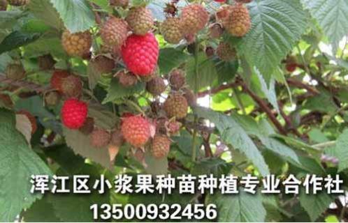 双季红树莓苗