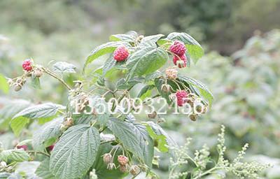 秋萍红树莓苗