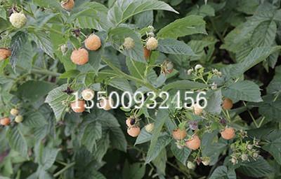 双季金秋黄树莓苗